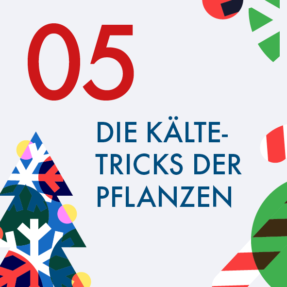 Adventskalender Türchen Nr. 5: Die Kältetricks der Pflanzen