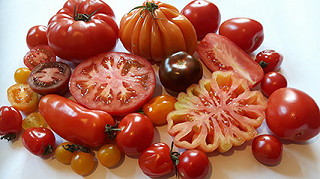 Tomatenvielfalt.
